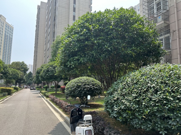 y火爆洋湖湿地地铁附近书画培训中心整转D638 y火爆洋湖湿地地铁附近书画培训中心整转D638