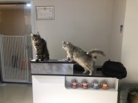 ZK225成熟商圈北辰三角洲网红宠物店优价转让