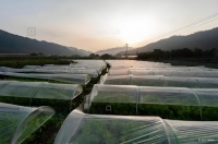 559104长沙县春华镇.年收入40w菜棚优价转让