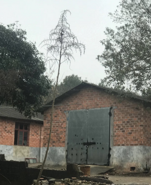 Y02014春华镇农庄小院30亩独门独院场地租可做厂房仓库 Y02014春华镇农庄小院30亩独门独院场地租可做厂房仓库